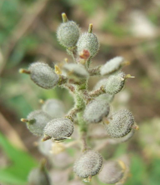 Alyssum alyssoides / Alisso annuo